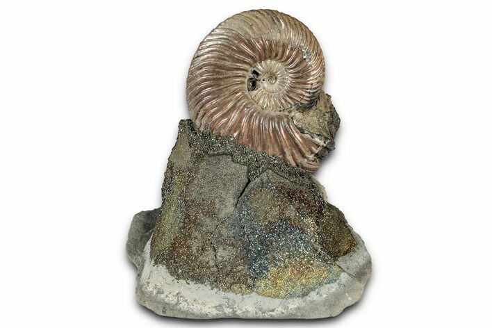 Iridescent, Pyritized Ammonite (Quenstedticeras) Fossil Display #344268